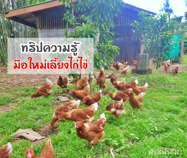 ทริปความรู้...มือใหม่เลี้ยงไก่ไข่